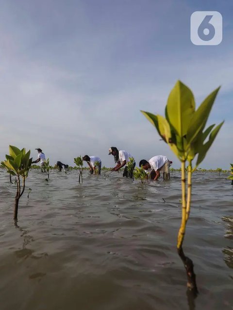 Penampakan Tebaru Taman Mangrove G20 di Pinggir Tol Bali Mandara, Kondisinya Miris Dulu Sempat Dipamerkan Jokowi