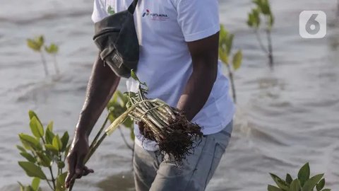 Penampakan Tebaru Taman Mangrove G20 di Pinggir Tol Bali Mandara, Kondisinya Miris Dulu Sempat Dipamerkan Jokowi