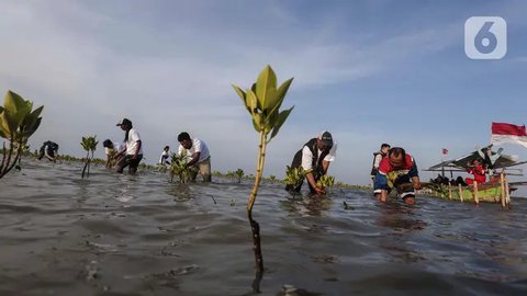 Penampakan Tebaru Taman Mangrove G20 di Pinggir Tol Bali Mandara, Kondisinya Miris Dulu Sempat Dipamerkan Jokowi