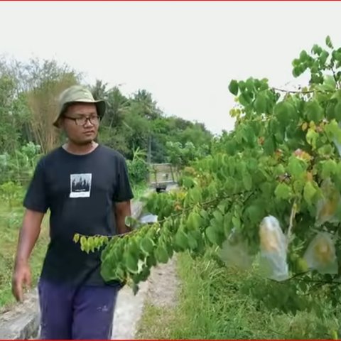 Awalnya Diremehkan, Pria Sleman Ini Kini Sukses Bertani Belimbing Bangkok Merah dengan Ilmu Titen