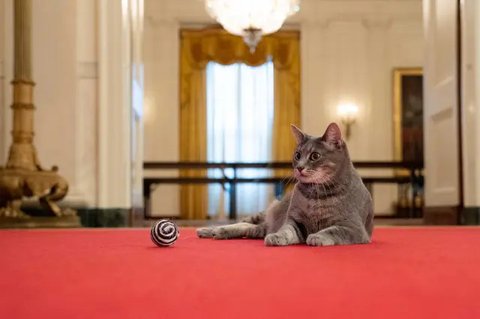 Tak Cuma Bobby Kertanegara, ini Daftar Kucing Beruntung Kesayangan Pemimpin Dunia Bisa Tinggal di Istana