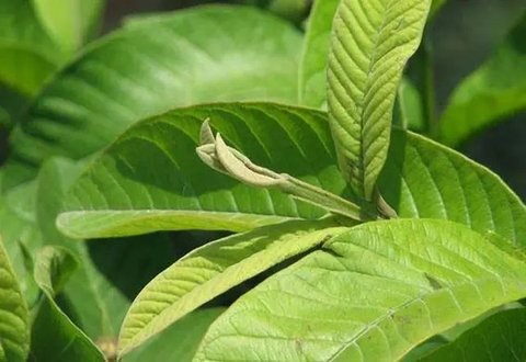 Rendahkan kolesterol secara praktis dengan mencoba resep jamu rebus daun ini.