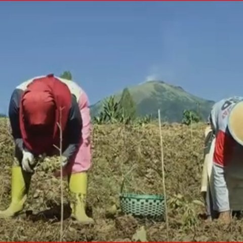 Kisah Para Petani Tembakau Srintil di Lereng Gunung Sumbing, Alami Masa Sulit