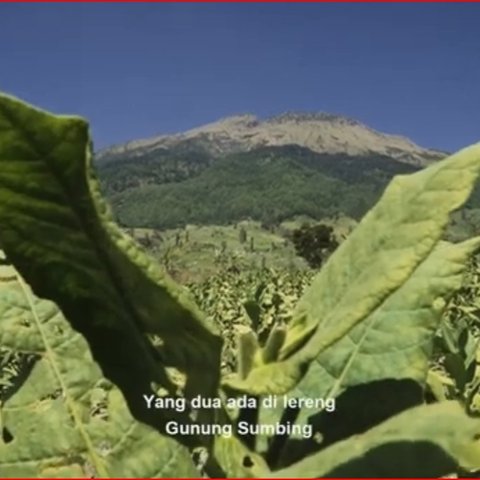 Kisah Para Petani Tembakau Srintil di Lereng Gunung Sumbing, Alami Masa Sulit