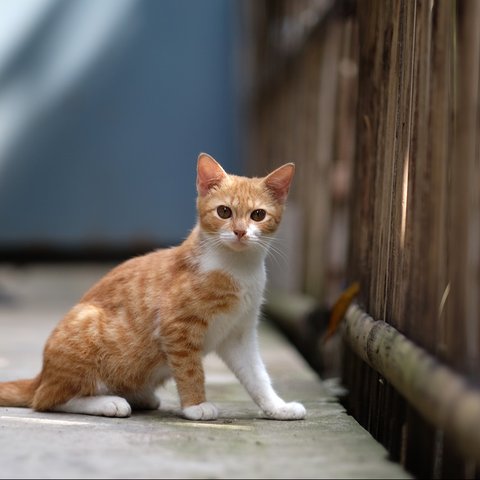 6 Penyakit Berbahaya yang Bisa Ditularkan Kucing kepada Manusia, Waspadai Anabulmu!