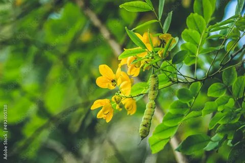 Dari Nanas hingga Daun Kenikir, Inilah Minuman Alami Penurun Kolesterol