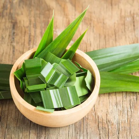 Raih Kesehatan Optimal dengan Resep Rebusan Daun Pandan untuk Kolesterol dan Darah Tinggi