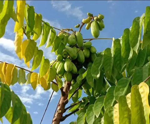 Tips Hilangkan Pahit pada Bunga Pepaya dengan Bahan Dapur Sederhana