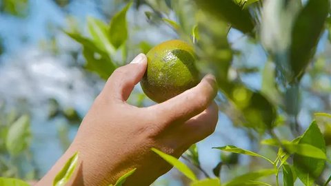 Rekomendasi Buah yang Stabilkan Gula Darah, Sehat dan Alami untuk Penderita Diabetes