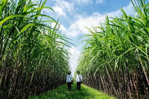 Pemerintah Target Swasembada Gula 2028, PTPN Putar Otak Tingkatkan Produksi