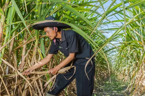 Pemerintah Target Swasembada Gula 2028, PTPN Putar Otak Tingkatkan Produksi