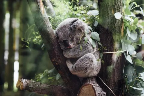 Sepasang Suami Istri Ini Kaget, Ada Koala di Kamar Tidurnya