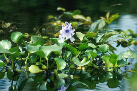 5 Tanaman Air yang Bisa Membersihkan Kolam Ikan hingga Jernih, Bikin Kolam Lebih Bersih dan Ikan Lebih Sehat