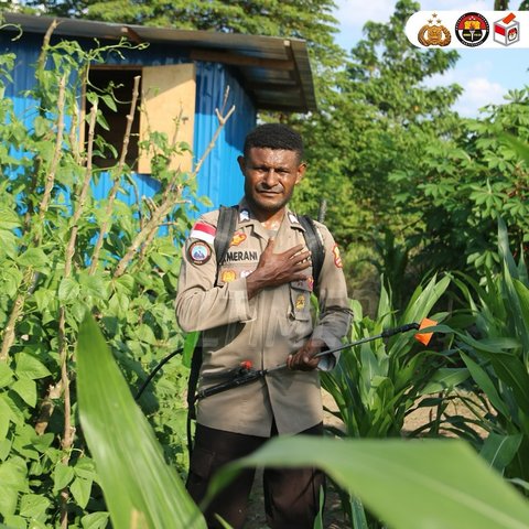 Ciptakan Peluang Ekonomi, Brigpol Viktor Merani Jadi Petani Tanam Aneka Tanaman Pangan di Papua