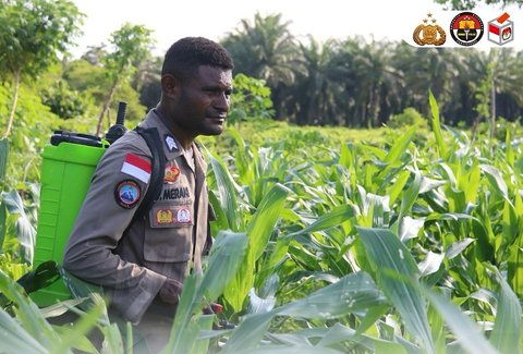 Ciptakan Peluang Ekonomi, Brigpol Viktor Merani Jadi Petani Tanam Aneka Tanaman Pangan di Papua