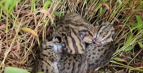 Mungil dan Lucu, Macan Akar yang Dilindungi Undang-undang Ditemukan di Tengah Sawah