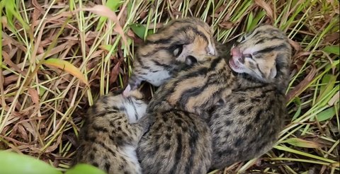 Mungil dan Lucu, Macan Akar yang Dilindungi Undang-undang Ditemukan di Tengah Sawah