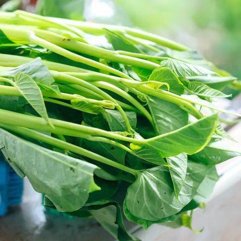 Trik Membersihkan Kangkung Meski Tanpa Dibelah, Begini Langkah Mudahnya