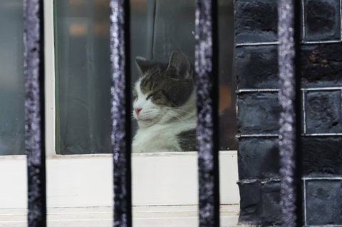 FOTO: Potret Prabowo Gemas Elus-Elus Larry 'The Cat', Kucing Lucu Penghuni Kantor PM Inggris