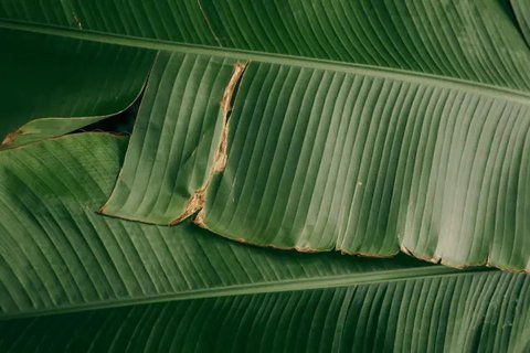 Daun Pisang Segar Lebih Lama, Simak Triknya di Sini