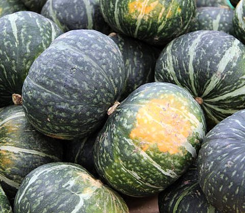 Mengenal 3 Jenis Labu yang Jarang Orang Tahu Namanya, dari Labu Parang hingga Butternut Pumpkin yang Kaya Nutrisi