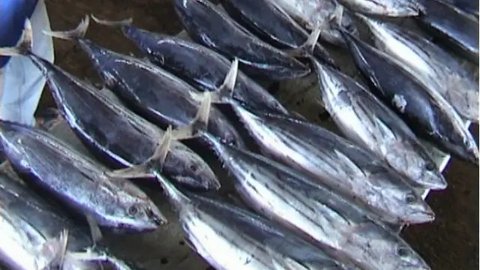 Ikan Lemuru, Pengganti Salmon Di Meja Makan dengan Harga Murah dan Kandungan Gizi Tak Kalah Lengkap