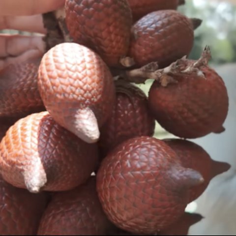 ⁠Ingat Taman Buah Mekarsari Terbesar di Dunia, Begini Kondisinya Ada Buah Salak Unik Warna Merah