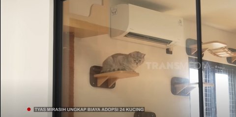 Potret Rumah Kucing Tyas Mirasih yang Mirip Asrama, Dihuni 24 Ekor Anabul ada Ruang Khusus untuk Melahirkan