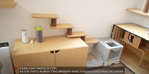 Potret Rumah Kucing Tyas Mirasih yang Mirip Asrama, Dihuni 24 Ekor Anabul ada Ruang Khusus untuk Melahirkan