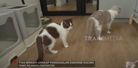 Potret Rumah Kucing Tyas Mirasih yang Mirip Asrama, Dihuni 24 Ekor Anabul ada Ruang Khusus untuk Melahirkan