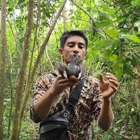 Canggih Pria Ini Tangkap Burung Anis Kembang yang Pernah Jadi Favorit Penghobi Harganya Engak Main-main