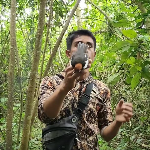 Canggih Pria Ini Tangkap Burung Anis Kembang yang Pernah Jadi Favorit Penghobi Harganya Engak Main-main