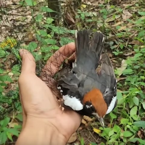 Canggih Pria Ini Tangkap Burung Anis Kembang yang Pernah Jadi Favorit Penghobi Harganya Engak Main-main