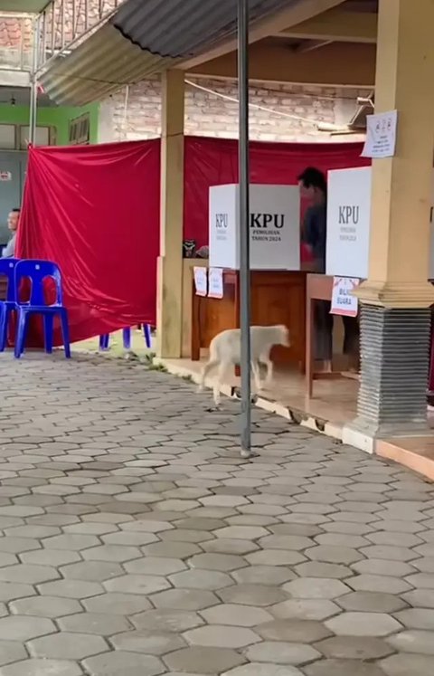 Tertangkap Kamera Sosok Bapak-Bapak Nyoblos Ditemani Kambing Kesayangan Sampai Bilik Suara Pilkada 2024