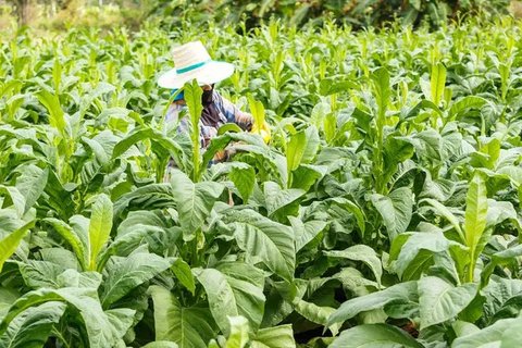 Curhat Petani Tembakau, Khawatir Penjualan Hasil Panen Anjlok