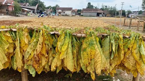 Curhat Petani Tembakau, Khawatir Penjualan Hasil Panen Anjlok