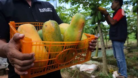 Jaga Kolesterol dan Gula Darah Tetap Stabil Hanya dengan Konsumsi Pepaya Setelah Makan Siang