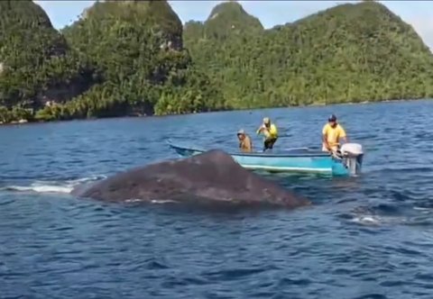 Gokil, Anak-anak Papua Bermain dengan Seekor Ikan Paus di Laut Raja Ampat