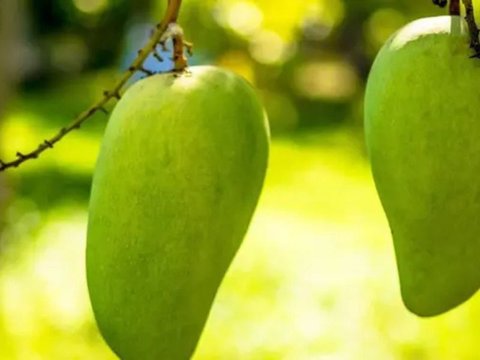 Kulit Mangga Kaya Nutrisi, Bisa Bantu Turunkan Kolesterol, Inilah Langkah-Langkahnya