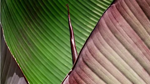 Cara Mudah Membuat Daun Pisang Lentur dan Tetap Hijau untuk Membungkus Makanan