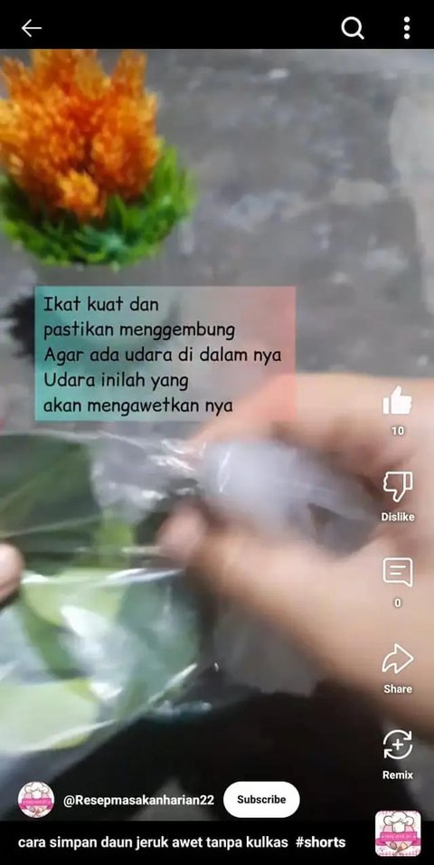 Cara Menyimpan Daun Jeruk Tidak Cepat Hitam dan Busuk