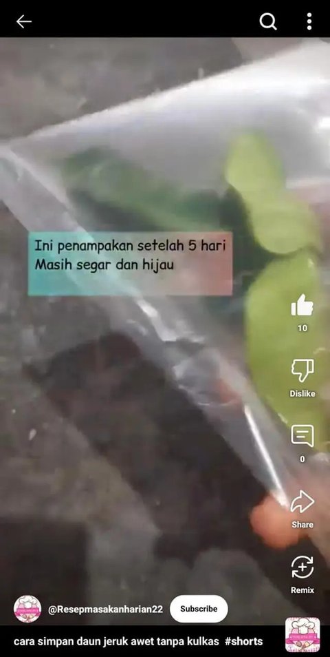 Cara Menyimpan Daun Jeruk Tidak Cepat Hitam dan Busuk