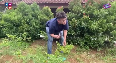 Ruben Onsu Coba Berkebun, Baru Saja Panen Cabai yang Segar