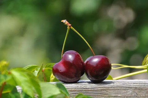 Ampuh Turunkan Kolesterol & Darah Tinggi, Minum 2 Gelas Jus Buah ini Stroke & Serangan Jantung Minggat