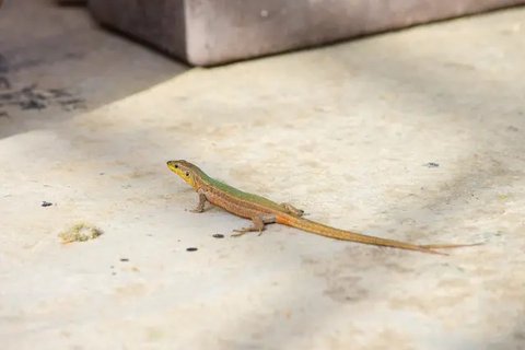 Metode Efektif Mengusir Cicak dari Rumah Menggunakan Bahan Dapur