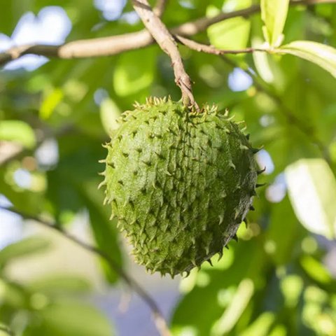 Manfaat Rebusan Daun Sirsak, Minuman Herbal yang Banyak Khasiat untuk Kesehatan