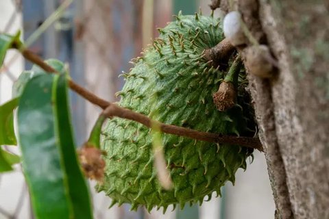 Manfaat Rebusan Daun Sirsak, Minuman Herbal yang Banyak Khasiat untuk Kesehatan