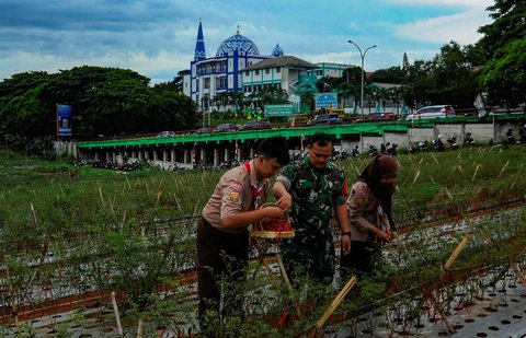 FOTO: Momen Prajurit TNI dan Pelajar Panen Cabai Merah di Lahan Tidur Pinggir Tol Depok