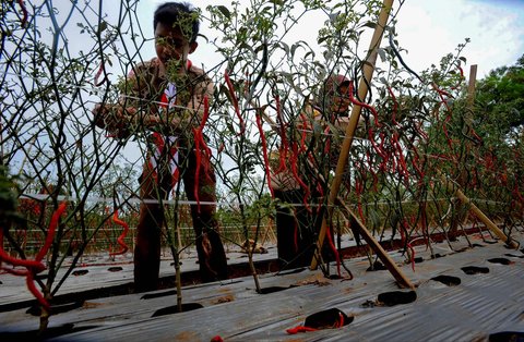 FOTO: Momen Prajurit TNI dan Pelajar Panen Cabai Merah di Lahan Tidur Pinggir Tol Depok