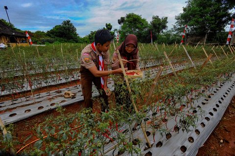 FOTO: Momen Prajurit TNI dan Pelajar Panen Cabai Merah di Lahan Tidur Pinggir Tol Depok